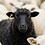 Black_Sheep