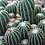 cacti